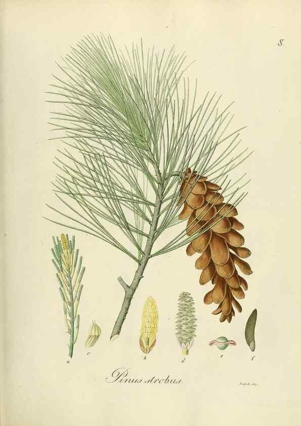 Reproducción/Reproduction 49298194693: Vollständige Naturgeschichte der forstlichen Culturpflanzen Deutschlands.. Berlin,A. Förstner'sche Verlagsbuchhandlung (P. Jeanrenaud)1851.. 