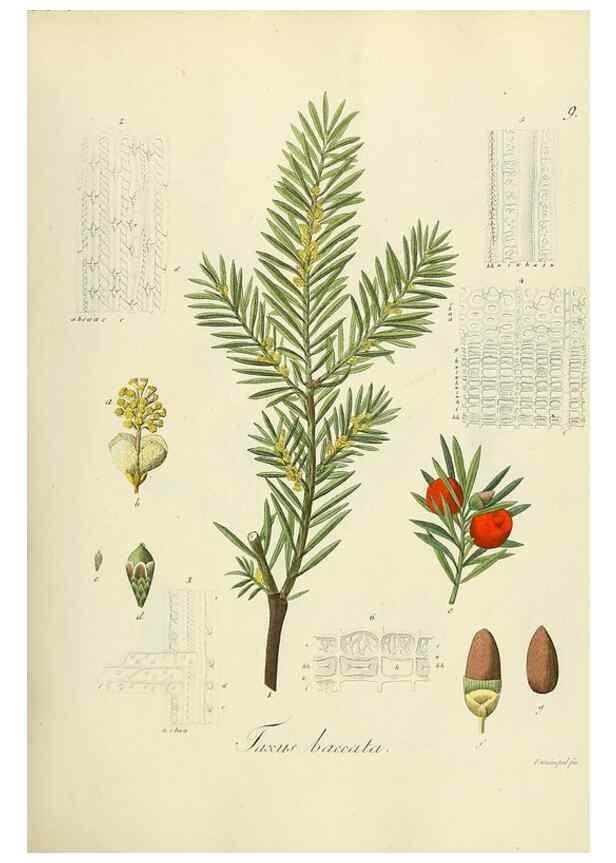 Reproducción/Reproduction 49298679936: Vollständige Naturgeschichte der forstlichen Culturpflanzen Deutschlands.. Berlin,A. Förstner'sche Verlagsbuchhandlung (P. Jeanrenaud)1851.. 