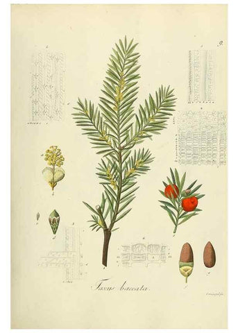 Reproducción/Reproduction 49298679936: Vollständige Naturgeschichte der forstlichen Culturpflanzen Deutschlands.. Berlin,A. Förstner'sche Verlagsbuchhandlung (P. Jeanrenaud)1851.. 
