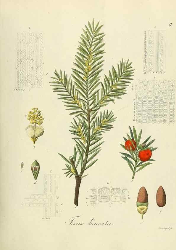 Reproducción/Reproduction 49298679936: Vollständige Naturgeschichte der forstlichen Culturpflanzen Deutschlands.. Berlin,A. Förstner'sche Verlagsbuchhandlung (P. Jeanrenaud)1851.. 
