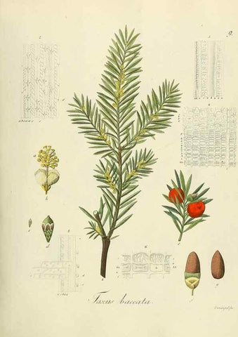Reproducción/Reproduction 49298679936: Vollständige Naturgeschichte der forstlichen Culturpflanzen Deutschlands.. Berlin,A. Förstner'sche Verlagsbuchhandlung (P. Jeanrenaud)1851.. 