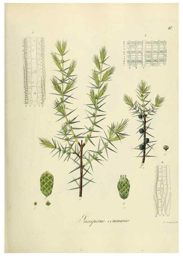Reproducción/Reproduction 49298195308: Vollständige Naturgeschichte der forstlichen Culturpflanzen Deutschlands.. Berlin,A. Förstner'sche Verlagsbuchhandlung (P. Jeanrenaud)1851.. 