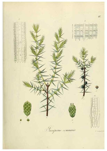 Reproducción/Reproduction 49298195308: Vollständige Naturgeschichte der forstlichen Culturpflanzen Deutschlands.. Berlin,A. Förstner'sche Verlagsbuchhandlung (P. Jeanrenaud)1851.. 