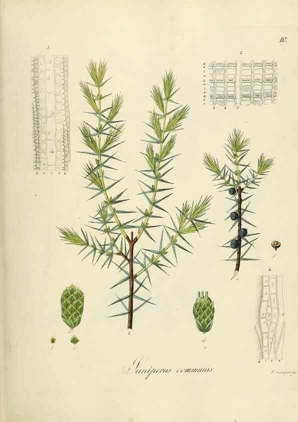 Reproducción/Reproduction 49298195308: Vollständige Naturgeschichte der forstlichen Culturpflanzen Deutschlands.. Berlin,A. Förstner'sche Verlagsbuchhandlung (P. Jeanrenaud)1851.. 
