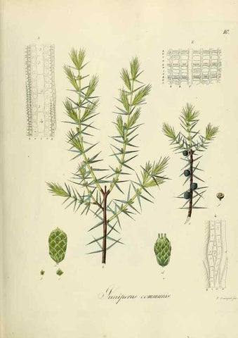 Reproducción/Reproduction 49298195308: Vollständige Naturgeschichte der forstlichen Culturpflanzen Deutschlands.. Berlin,A. Förstner'sche Verlagsbuchhandlung (P. Jeanrenaud)1851.. 