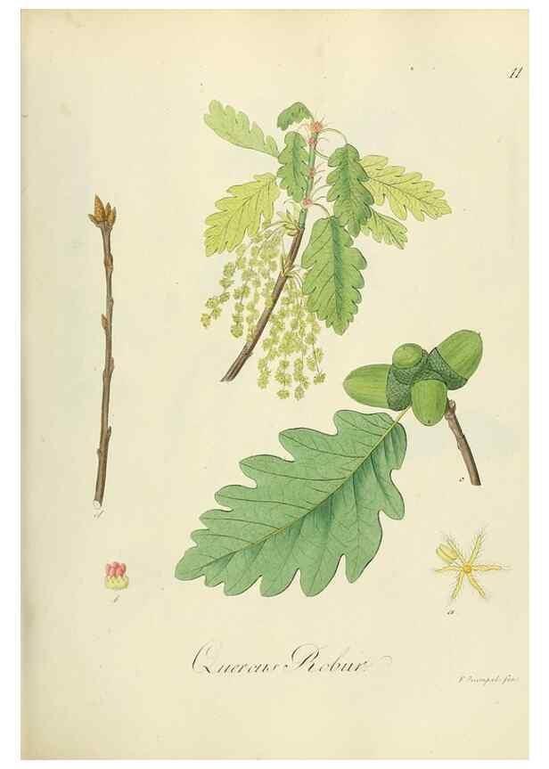 Reproducción/Reproduction 49298883877: Vollständige Naturgeschichte der forstlichen Culturpflanzen Deutschlands.. Berlin,A. Förstner'sche Verlagsbuchhandlung (P. Jeanrenaud)1851.. 