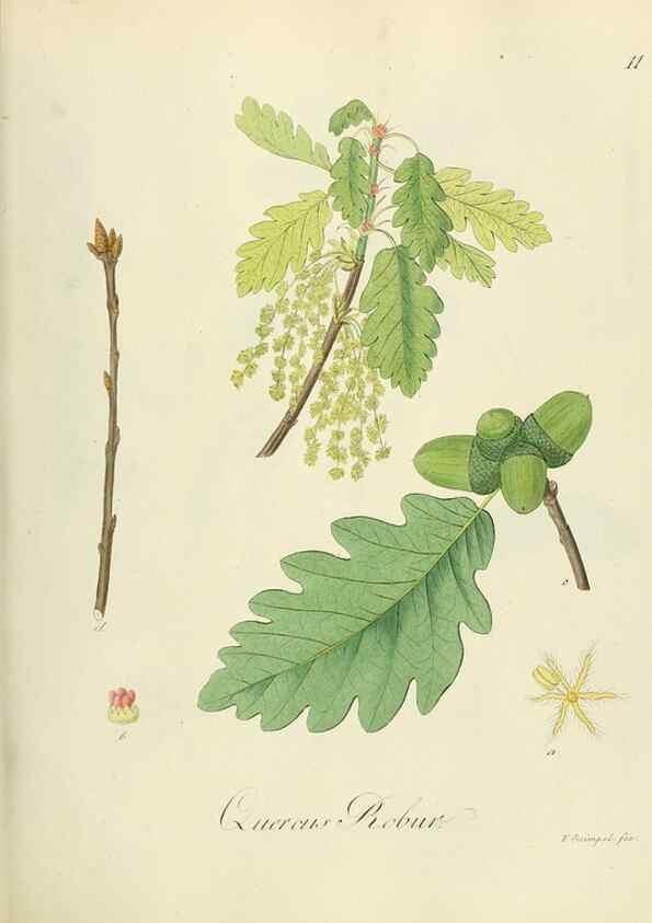 Reproducción/Reproduction 49298883877: Vollständige Naturgeschichte der forstlichen Culturpflanzen Deutschlands.. Berlin,A. Förstner'sche Verlagsbuchhandlung (P. Jeanrenaud)1851.. 
