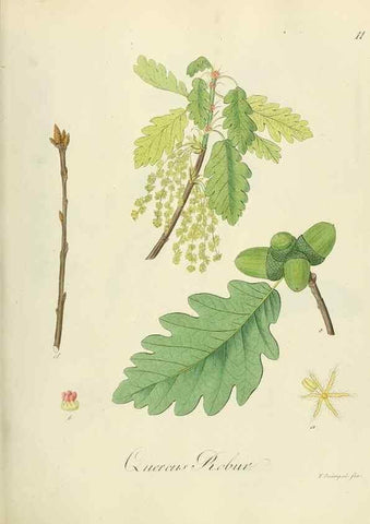 Reproducción/Reproduction 49298883877: Vollständige Naturgeschichte der forstlichen Culturpflanzen Deutschlands.. Berlin,A. Förstner'sche Verlagsbuchhandlung (P. Jeanrenaud)1851.. 
