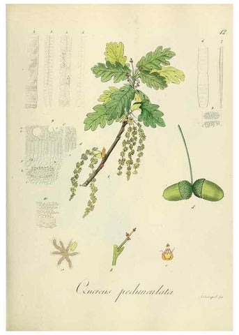Reproducción/Reproduction 49298884207: Vollständige Naturgeschichte der forstlichen Culturpflanzen Deutschlands.. Berlin,A. Förstner'sche Verlagsbuchhandlung (P. Jeanrenaud)1851.. 