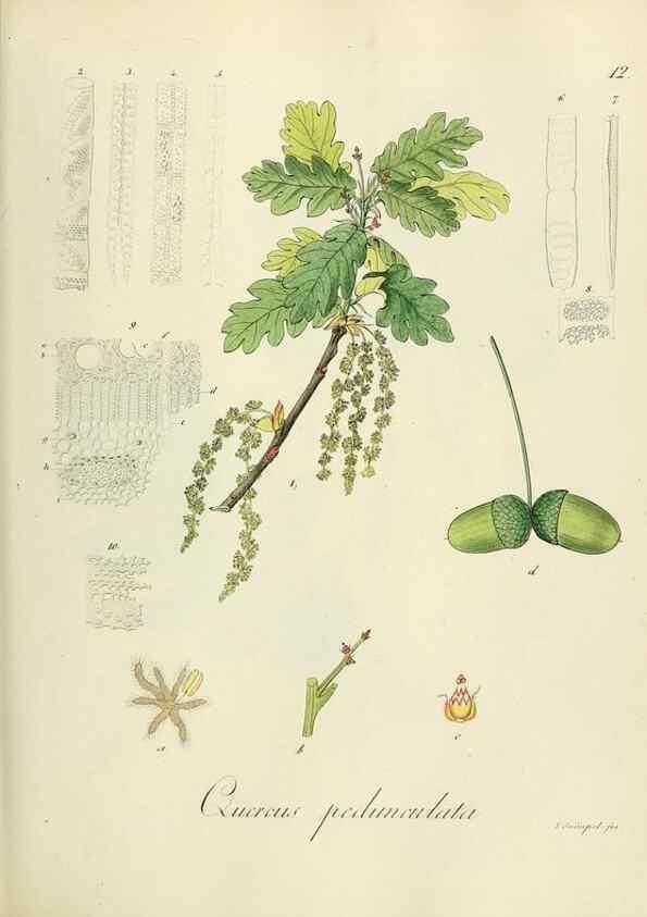 Reproducción/Reproduction 49298884207: Vollständige Naturgeschichte der forstlichen Culturpflanzen Deutschlands.. Berlin,A. Förstner'sche Verlagsbuchhandlung (P. Jeanrenaud)1851.. 