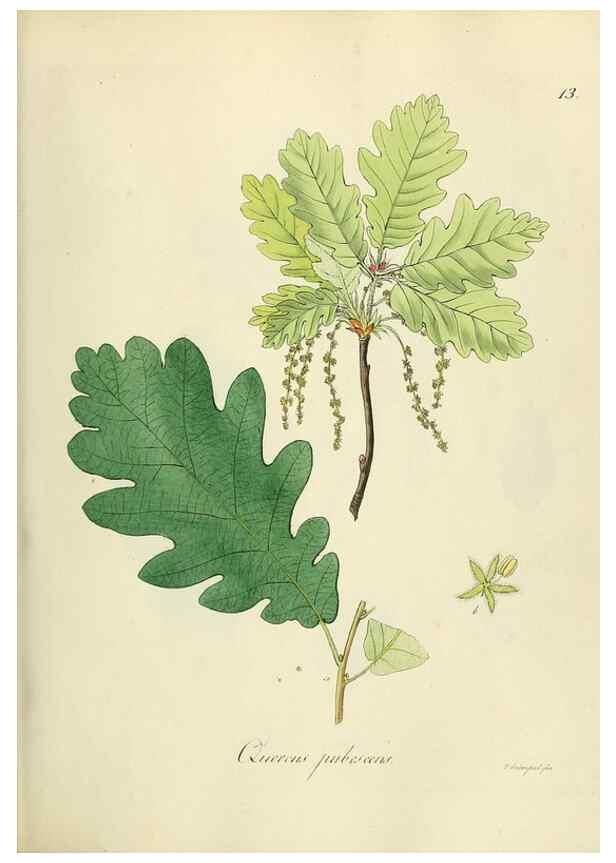 Reproducción/Reproduction 49298681231: Vollständige Naturgeschichte der forstlichen Culturpflanzen Deutschlands.. Berlin,A. Förstner'sche Verlagsbuchhandlung (P. Jeanrenaud)1851.. 