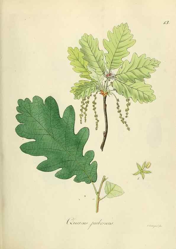 Reproducción/Reproduction 49298681231: Vollständige Naturgeschichte der forstlichen Culturpflanzen Deutschlands.. Berlin,A. Förstner'sche Verlagsbuchhandlung (P. Jeanrenaud)1851.. 
