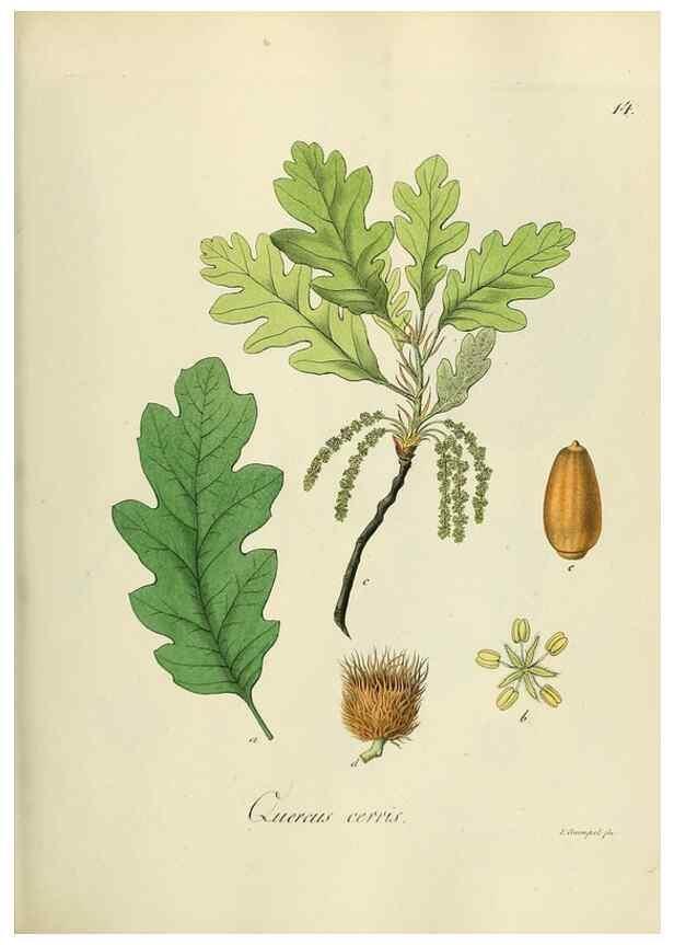 Reproducción/Reproduction 49298884782: Vollständige Naturgeschichte der forstlichen Culturpflanzen Deutschlands.. Berlin,A. Förstner'sche Verlagsbuchhandlung (P. Jeanrenaud)1851.. 