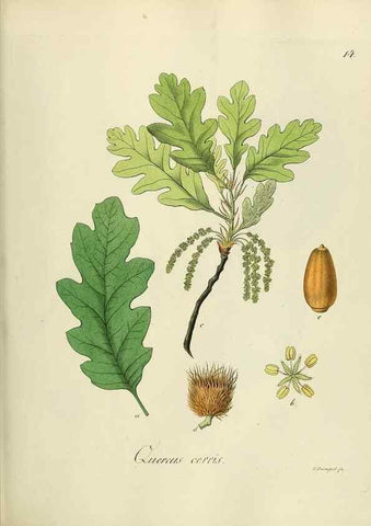 Reproducción/Reproduction 49298884782: Vollständige Naturgeschichte der forstlichen Culturpflanzen Deutschlands.. Berlin,A. Förstner'sche Verlagsbuchhandlung (P. Jeanrenaud)1851.. 