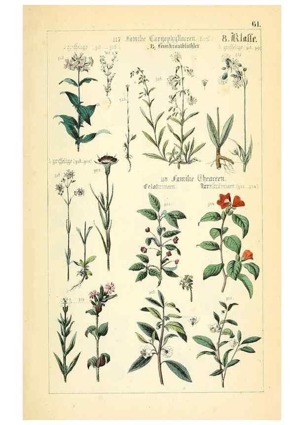 Reproducción/Reproduction 49269053148: Populäre Botanik. Stuttgart,Krais & Hoffmann,1857.. 