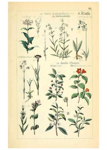 Reproducción/Reproduction 49269053148: Populäre Botanik. Stuttgart,Krais & Hoffmann,1857.. 