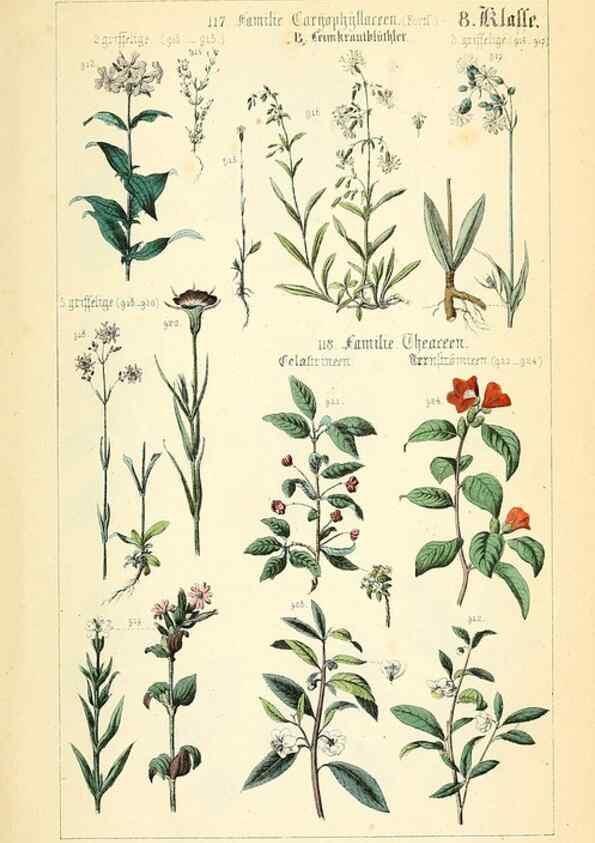 Reproducción/Reproduction 49269053148: Populäre Botanik. Stuttgart,Krais & Hoffmann,1857.. 