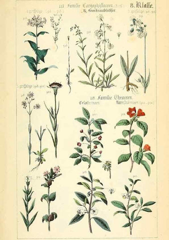 Reproducción/Reproduction 49269053148: Populäre Botanik. Stuttgart,Krais & Hoffmann,1857.. 