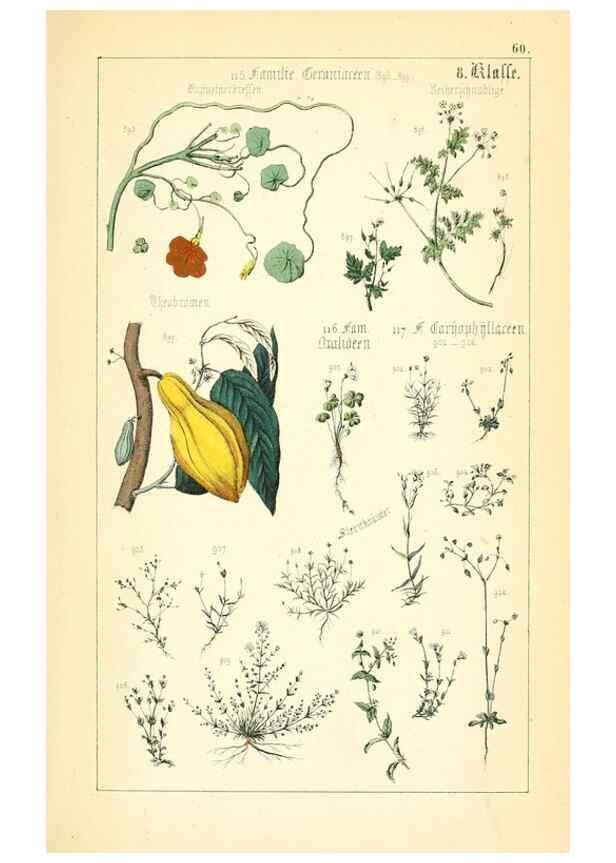 Reproducción/Reproduction 49269052748: Populäre Botanik. Stuttgart,Krais & Hoffmann,1857.. 