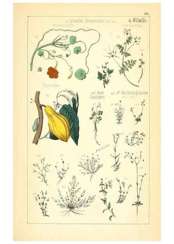 Reproducción/Reproduction 49269052748: Populäre Botanik. Stuttgart,Krais & Hoffmann,1857.. 