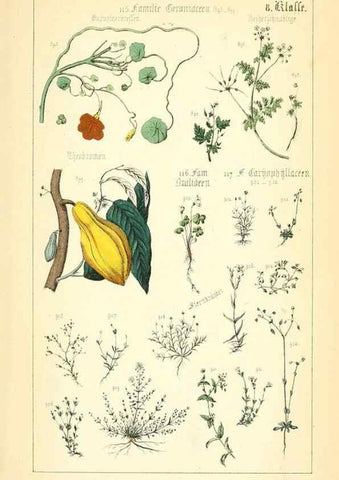 Reproducción/Reproduction 49269052748: Populäre Botanik. Stuttgart,Krais & Hoffmann,1857.. 