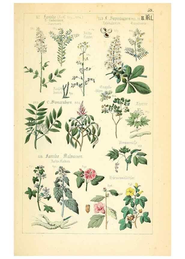 Reproducción/Reproduction 49269052268: Populäre Botanik. Stuttgart,Krais & Hoffmann,1857.. 
