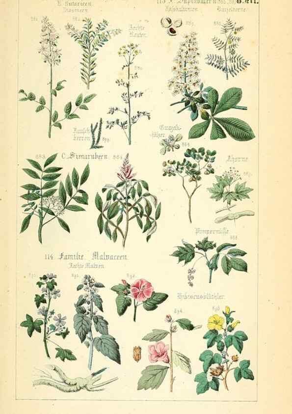 Reproducción/Reproduction 49269052268: Populäre Botanik. Stuttgart,Krais & Hoffmann,1857.. 