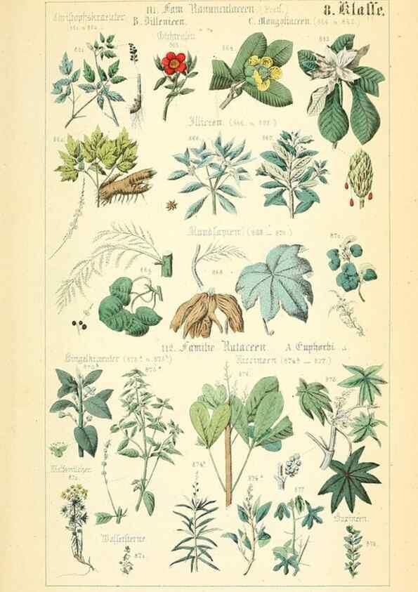 Reproducción/Reproduction 49269051908: Populäre Botanik. Stuttgart,Krais & Hoffmann,1857.. 