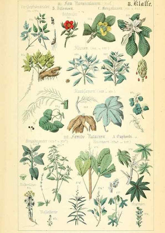 Reproducción/Reproduction 49269051908: Populäre Botanik. Stuttgart,Krais & Hoffmann,1857.. 