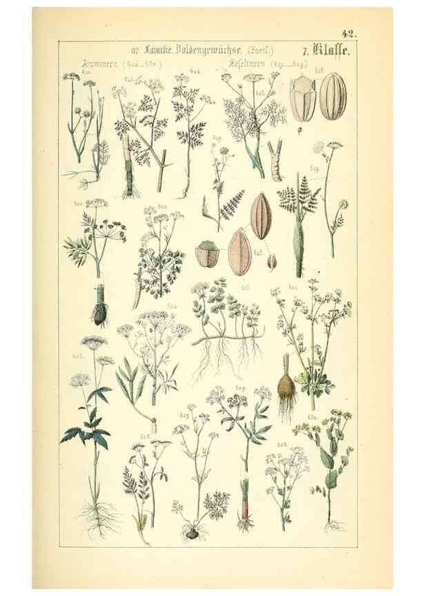 Reproducción/Reproduction 49269045638: Populäre Botanik. Stuttgart,Krais & Hoffmann,1857.. 