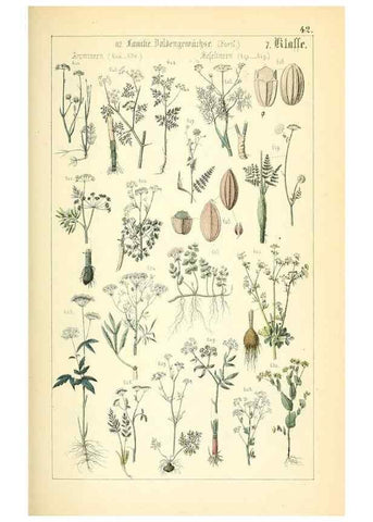 Reproducción/Reproduction 49269045638: Populäre Botanik. Stuttgart,Krais & Hoffmann,1857.. 