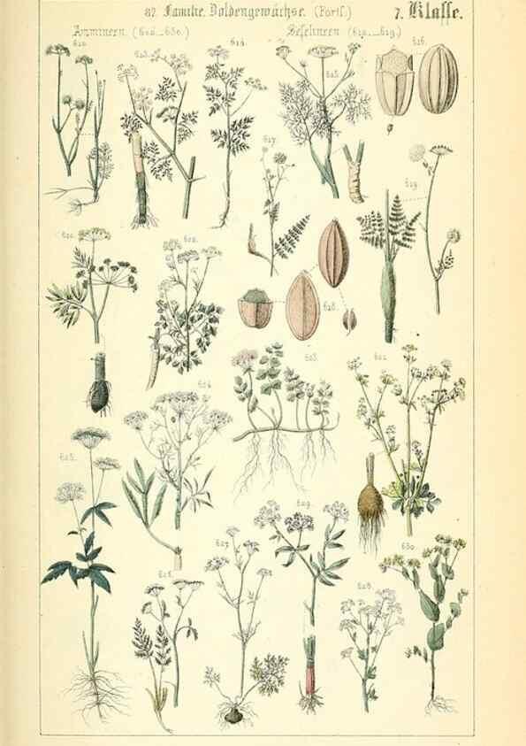 Reproducción/Reproduction 49269045638: Populäre Botanik. Stuttgart,Krais & Hoffmann,1857.. 
