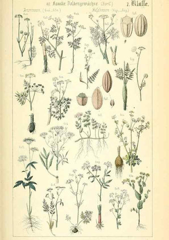 Reproducción/Reproduction 49269045638: Populäre Botanik. Stuttgart,Krais & Hoffmann,1857.. 