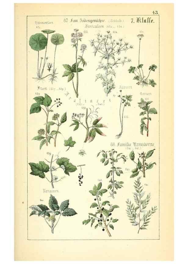 Reproducción/Reproduction 49269507661: Populäre Botanik. Stuttgart,Krais & Hoffmann,1857.. 