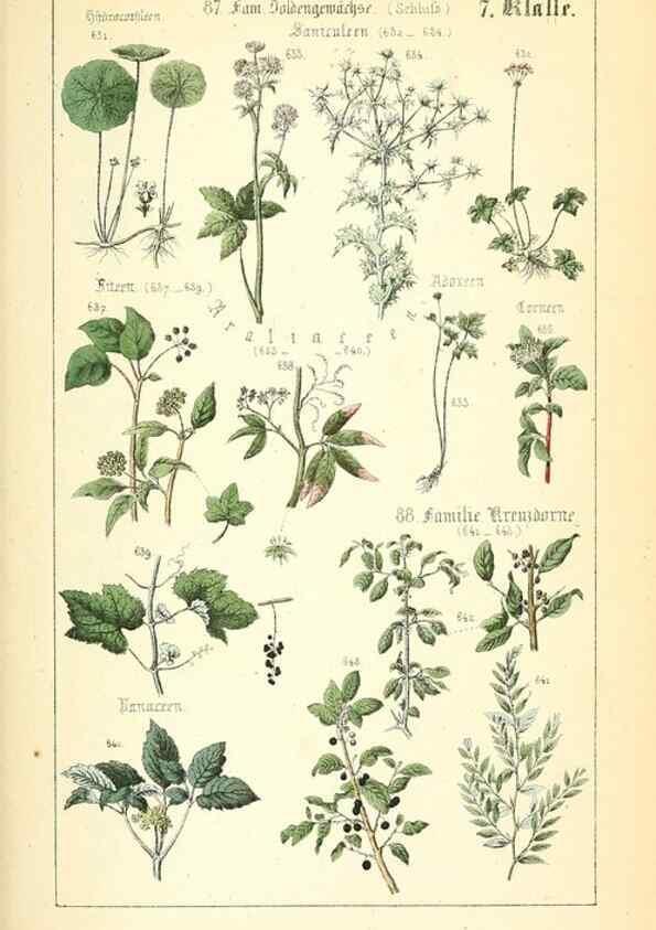 Reproducción/Reproduction 49269507661: Populäre Botanik. Stuttgart,Krais & Hoffmann,1857.. 