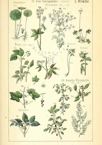 Reproducción/Reproduction 49269507661: Populäre Botanik. Stuttgart,Krais & Hoffmann,1857.. 