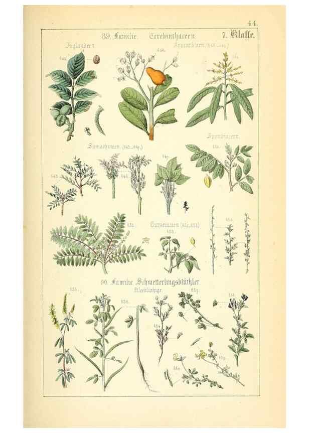 Reproducción/Reproduction 49269508041: Populäre Botanik. Stuttgart,Krais & Hoffmann,1857.. 