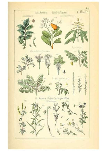 Reproducción/Reproduction 49269508041: Populäre Botanik. Stuttgart,Krais & Hoffmann,1857.. 