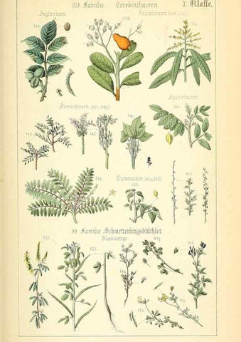 Reproducción/Reproduction 49269508041: Populäre Botanik. Stuttgart,Krais & Hoffmann,1857.. 
