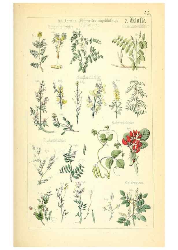 Reproducción/Reproduction 49269046788: Populäre Botanik. Stuttgart,Krais & Hoffmann,1857.. 
