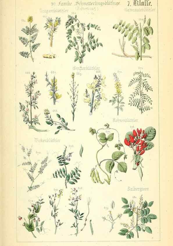 Reproducción/Reproduction 49269046788: Populäre Botanik. Stuttgart,Krais & Hoffmann,1857.. 