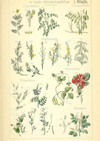 Reproducción/Reproduction 49269046788: Populäre Botanik. Stuttgart,Krais & Hoffmann,1857.. 