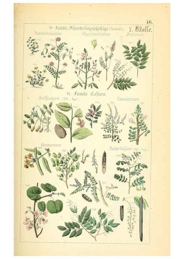 Reproducción/Reproduction 49269508926: Populäre Botanik. Stuttgart,Krais & Hoffmann,1857.. 