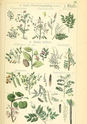 Reproducción/Reproduction 49269508926: Populäre Botanik. Stuttgart,Krais & Hoffmann,1857.. 