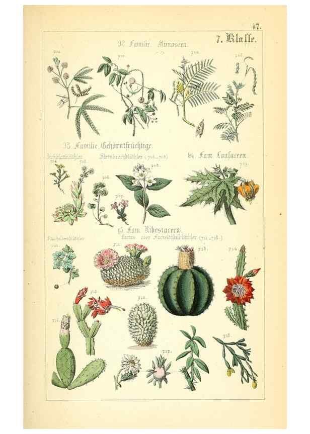 Reproducción/Reproduction 49269708882: Populäre Botanik. Stuttgart,Krais & Hoffmann,1857.. 