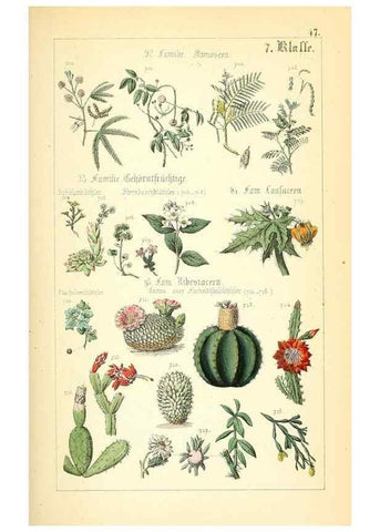 Reproducción/Reproduction 49269708882: Populäre Botanik. Stuttgart,Krais & Hoffmann,1857.. 