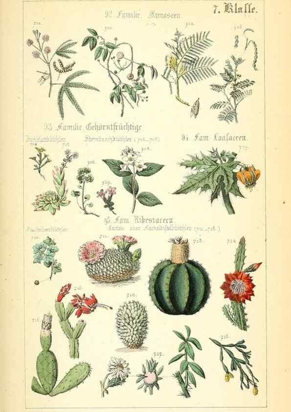 Reproducción/Reproduction 49269708882: Populäre Botanik. Stuttgart,Krais & Hoffmann,1857.. 