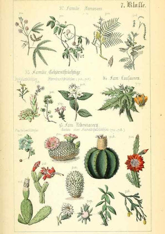 Reproducción/Reproduction 49269708882: Populäre Botanik. Stuttgart,Krais & Hoffmann,1857.. 