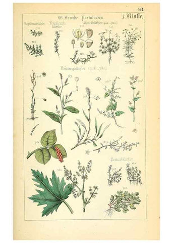 Reproducción/Reproduction 49269509841: Populäre Botanik. Stuttgart,Krais & Hoffmann,1857.. 