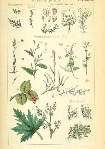 Reproducción/Reproduction 49269509841: Populäre Botanik. Stuttgart,Krais & Hoffmann,1857.. 